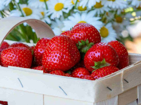 Сейчас цены на клубнику самые низкие в этом году – экономист