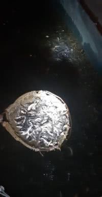 У Дніпро вселено понад три тонни молоді стерляді