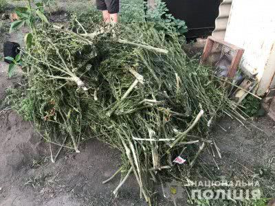 У Великоолександрівському районі поліцейські виявили понад 100 кущів конопель у місцевого жителя