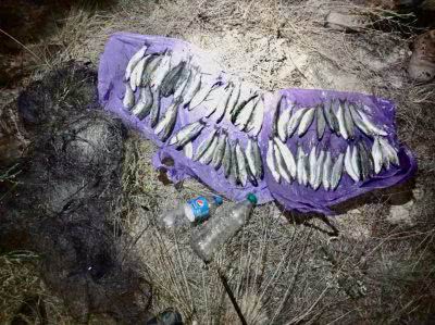 На Херсонщині браконьєри наловили кефалі на 42 тисячі
