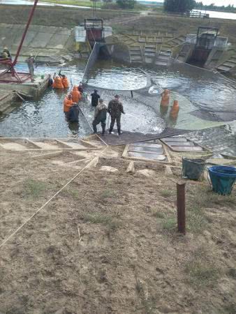 На Херсонщині у водойми вселяють молодь рослиноїдних видів риб