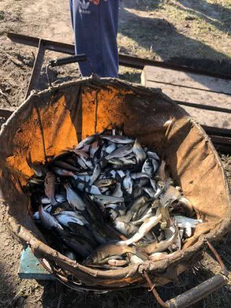 У пониззя р. Дніпро вселено понад 5 тонн риби
