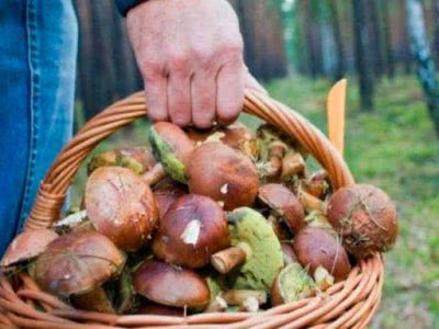 На Херсонщині зафіксована перша смерть від отруєння грибами