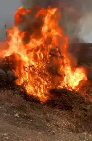 На Херсонщині спалили канабісу на 2 млн доларів