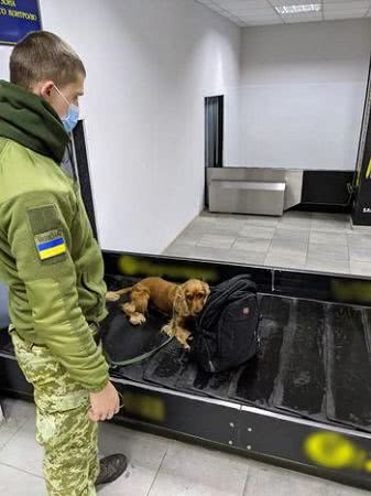 В аеропорту «Херсон» службовий пес прикордонників допоміг виявити пістолет у іноземця