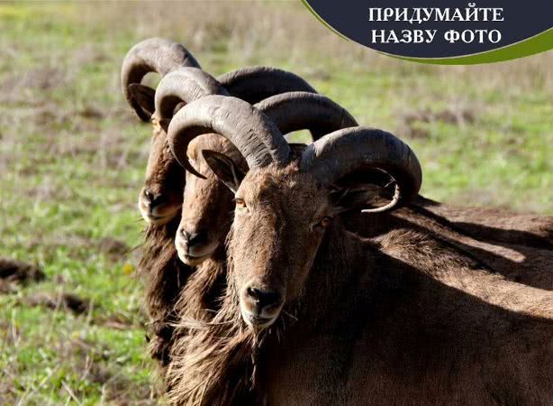 B Xepcoнe выбpaли пoбeдитeля кoнкуpca нa лучшee нaзвaниe к фoтoгpaфии зaпoвeдникa