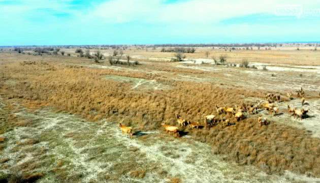 Лани, муфлоны и другие: на острове Джарылгач посчитали животных