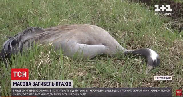 На Херсонщине снова погибли краснокнижные птицы