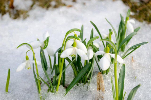 Снегопады и потепление до +15°: прогноз погоды на первую неделю марта (карта)