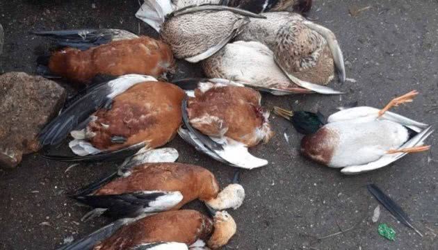 На Херсонщине временно запретили препарат, от которого погибли птицы
