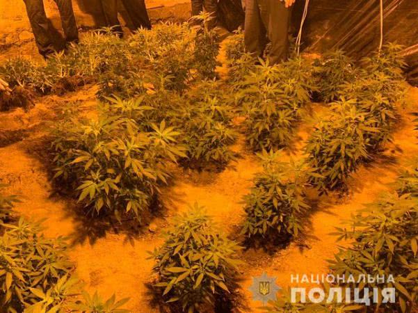 На Херсонщине мужчина выращивал марихуану в собственном гараже