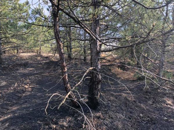 Голопристанские лесники оперативно потушили три поджога в лесных массивах