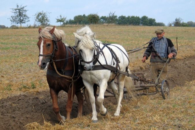 Украинцы, самостоятельно обрабатывающие большие земельные участки, должны декларировать доходы, – Налоговая