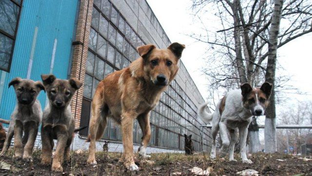 Херсонскому КП хотят запретить заниматься дворнягами и котами