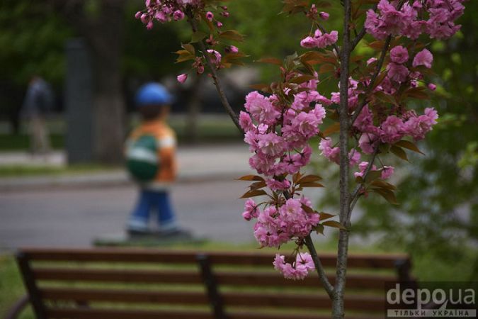 Херсон цветущие сакуры