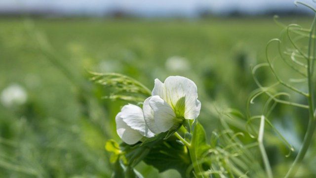 Иов Горошник 2021: чего категорически нельзя делать 19 мая