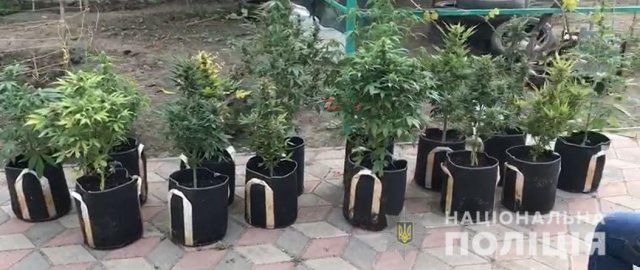В Геническе полицейские с пограничниками ликвидировали наркоплантацию