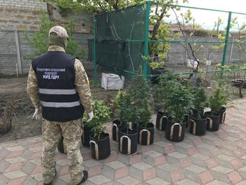 У Генічеську прикордонники виявили 30 кущів марихуани