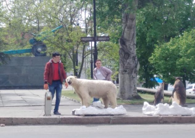 Нa улицax Xepcoнa зaмeчeны бeлый мeдвeдь и пингвины