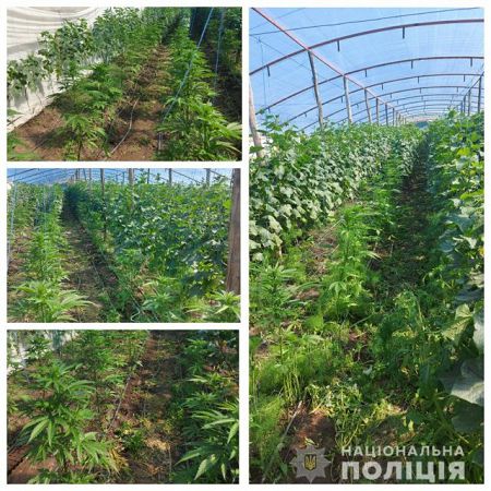 У жителя Казачьих Лагерей полиция изъяла 50 кустов конопли и 2,5 килограмма марихуаны