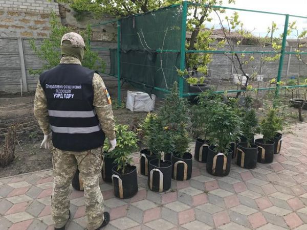В Геническе пограничники обнаружили 30 кустов марихуаны
