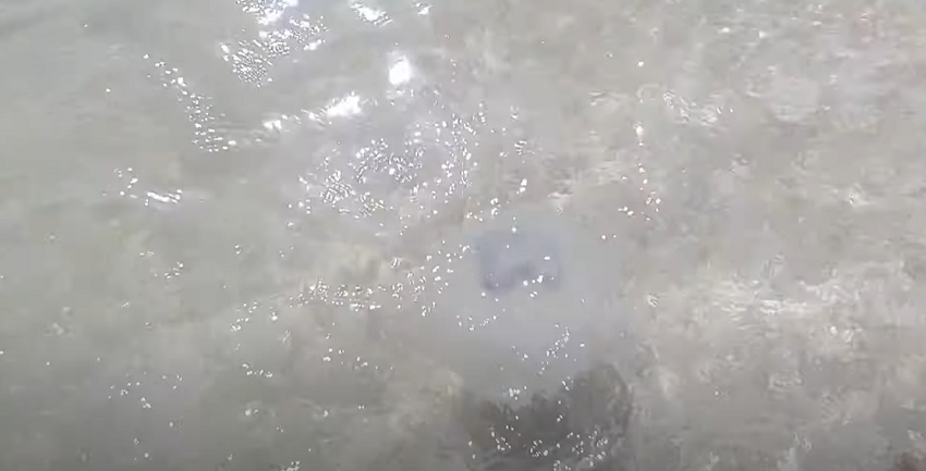 Атака медуз на Азовском море