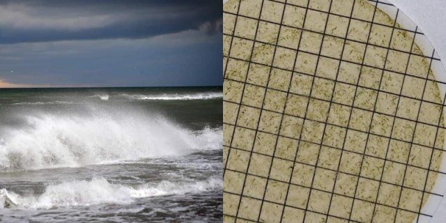 В Одессе после проливных дождей "зацвело" море, туристов предупредили об опасности