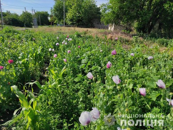 Более тысячи кустов снотворного мака изъяли полицейские у двух жителей Херсонщины