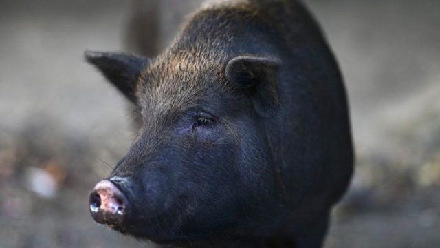 В Украине растут цены на свинину