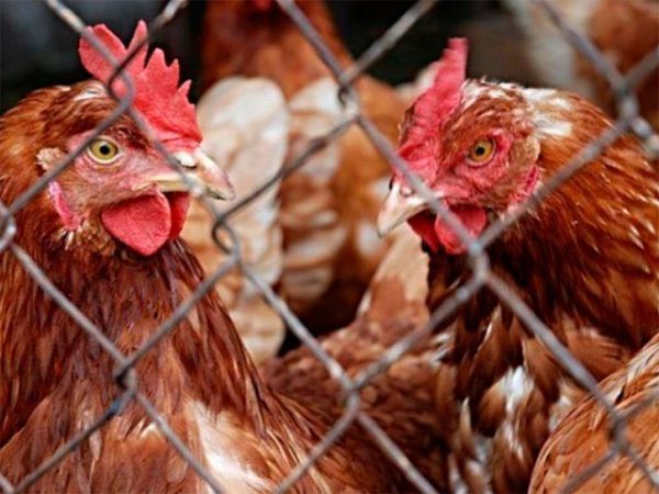 На Херсонщине соседи два года судились из-за кур