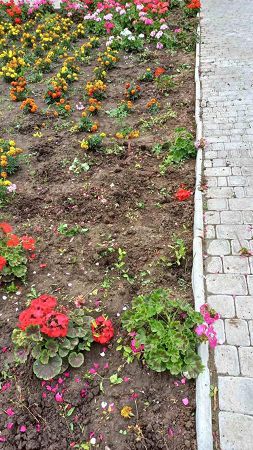 В центральном сквере Херсона на месте украденных цветов посадят новые