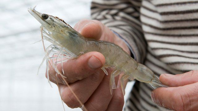 На Херсонщине начинают выращивать королевские креветки