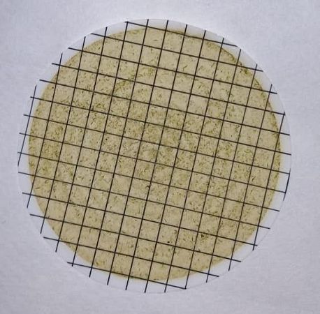 Aphanizomenon flos-aqua после сгущения на фильтре.