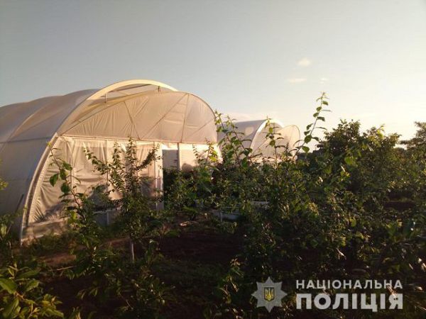 На Херсонщине полицейские изъяли конопли на 5 млн. гривен
