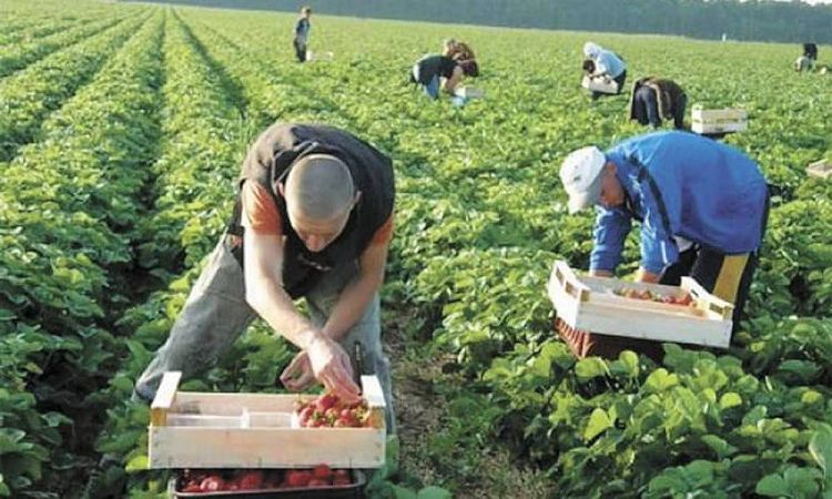 Стало известно сколько украинцы зарабатывают в Польше на “клубнике“