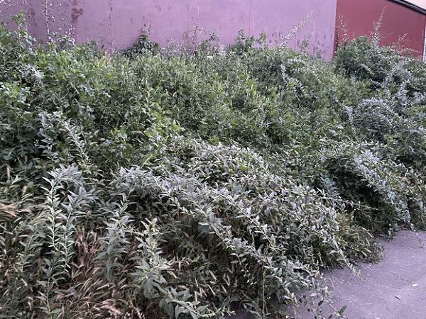 В Херсоне на центральном проспекте выращивают полезные растения