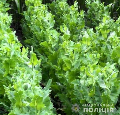 В Олешках женщина вырастила 147 кустов мака для "приготовления кулинарных изделий"