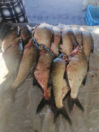Протягом доби працівники рибоохоронного патруля конфіскували понад 90 кг риби