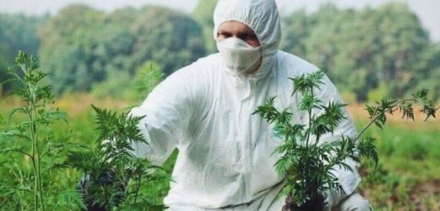 В Херсоне используют новый способ борьбы с амброзией
