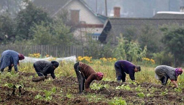 Дачников в Украине хотят обложить налогами: за какие участки придется заплатить