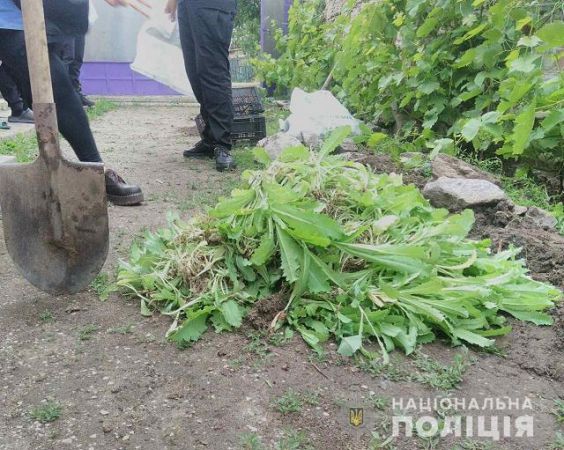 Житeль Xepcoнщины opгaнизoвaл нa oгopoдe плaнтaцию cнoтвopнoгo мaкa