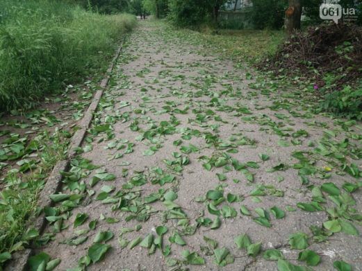 В Украине опадают листья на плодовых деревьях: специалисты рассказали, что будет с урожаем