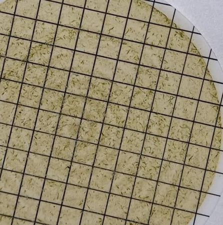 "Пучки" афанизоменона.