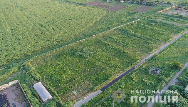 На Херсонщине полиция обнаружила рекордный посев конопли стоимостью более 300 млн. гривен