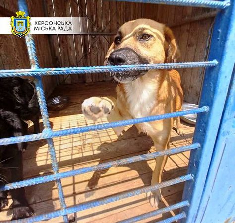 В Херсоне в приюте 60 «хвостиков» ждут новые семьи
