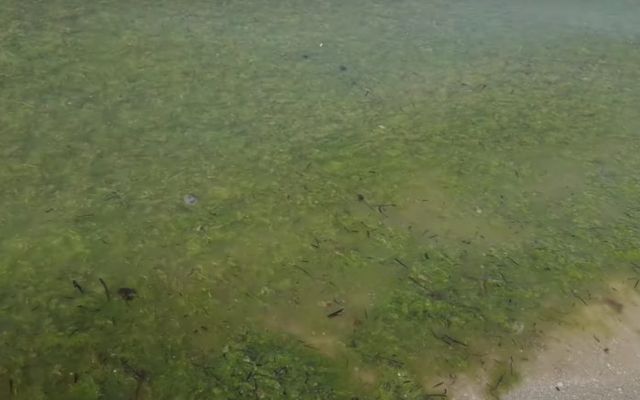 Черноморское побережье в Железном Порту полностью покрылось тиной