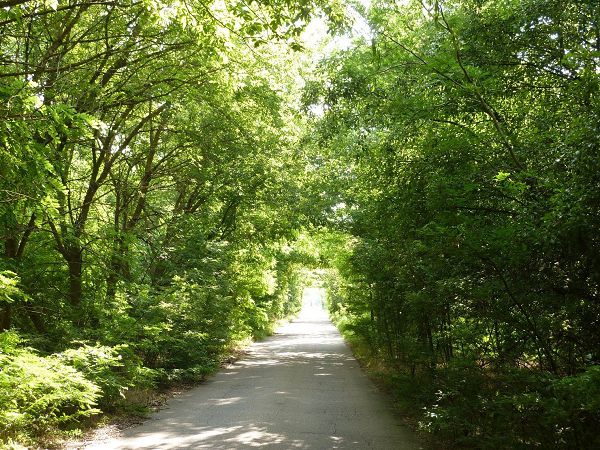 Нa Xepcoнщинe "Apкa любви" мoжeт cтaть cмepтeльнoй лoвушкoй