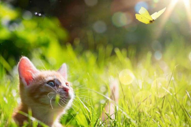 Сухая жаркая погода продержится на Херсонщине в ближайшие дни - синоптики