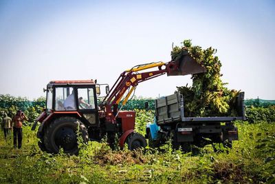 Гарний врожай конопель. На Херсонщині поліцейські знищили посів вартістю понад 300 мільйонів гривень