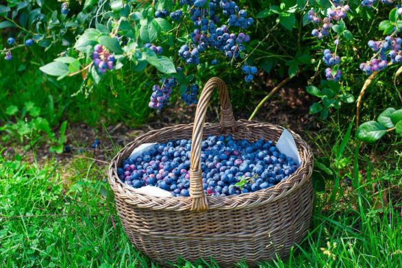 Цены на ягоды в Украине начнут снижаться: когда лучшее время закупить малину, голубику и смородину на зиму